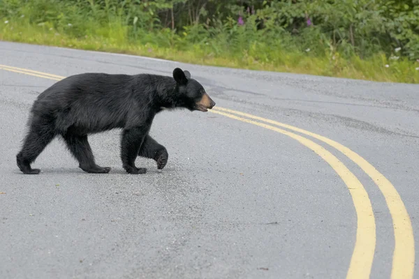 Een zwarte beer kruising de weg in alaska — Stockfoto