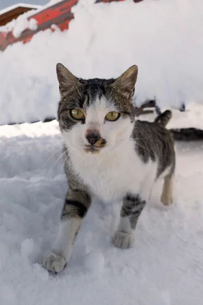 Žluté oči kočka na sněhu — Stock fotografie