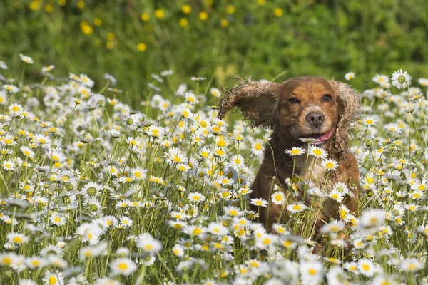 English cocker spaniel dog into daisy — Stock Photo, Image