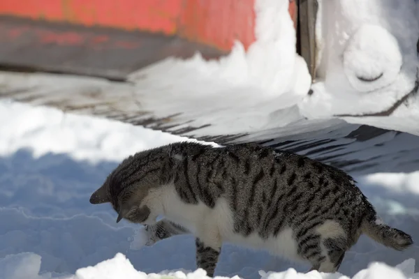 Un gato de ojos amarillos en la nieve — Foto de Stock