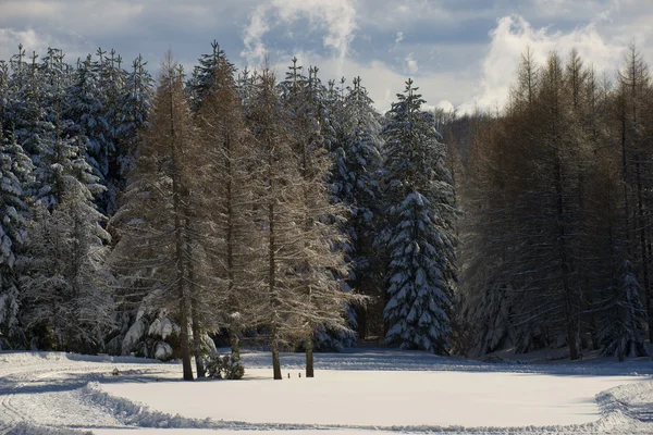 Boomtakken vallende sneeuw in de winter — Stockfoto