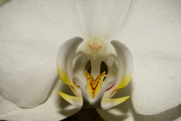 Un pistilo de la orquídea se parece al ser humano — Foto de Stock