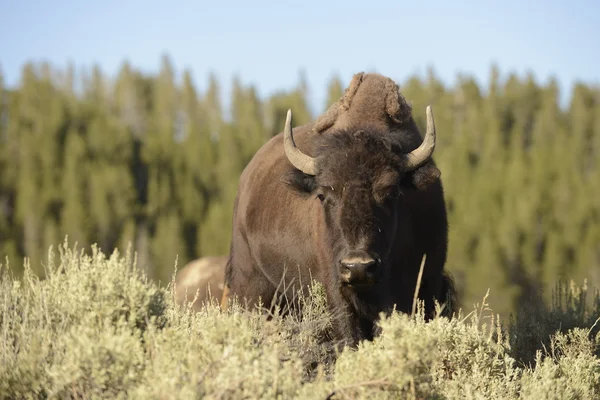 Buffalo bison in lamar vallei yellowstone — Stockfoto