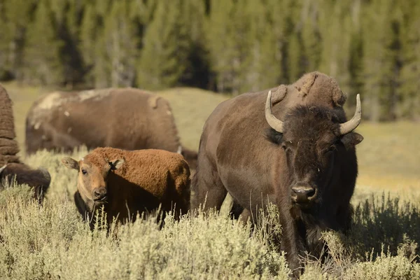 Buffalo Bison en Lamar Valley Yellowstone —  Fotos de Stock