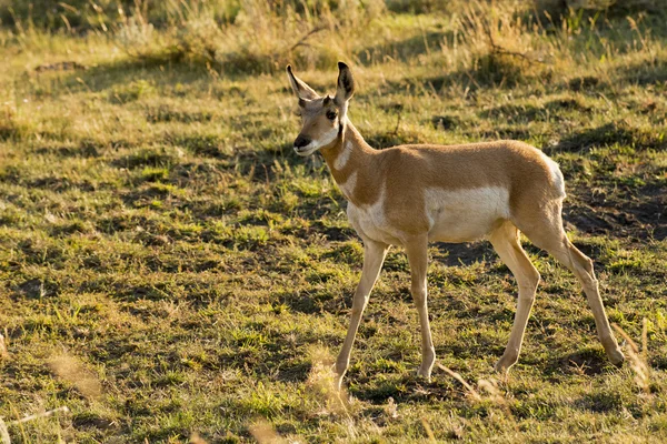 Gaffelbok in lamar vallei yellowstone — Stockfoto