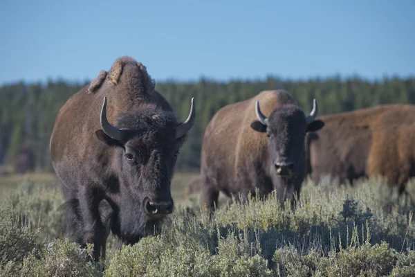 Buffalo bison in lamar vallei yellowstone — Stockfoto
