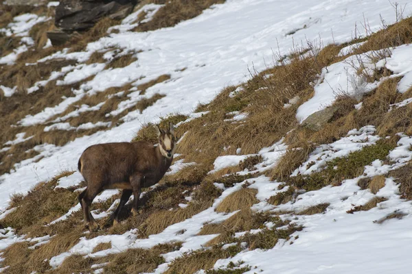 Kar arka planda izole bir chamois geyik — Stok fotoğraf