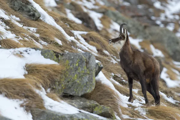 Izolované Kamzík jelen v pozadí sníh — Stock fotografie