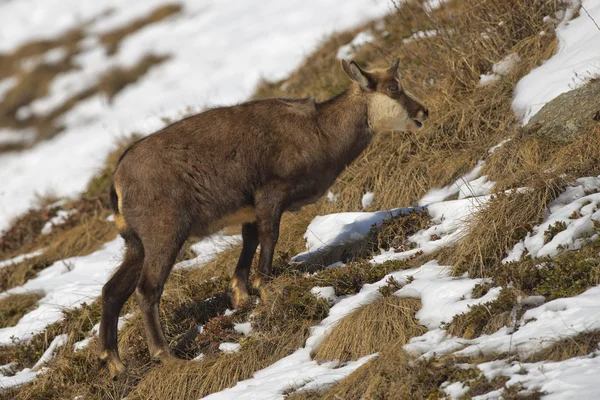 Kar arka planda izole bir chamois geyik — Stok fotoğraf