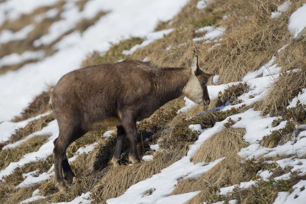 Un ciervo camuflado aislado en el fondo de la nieve — Foto de Stock