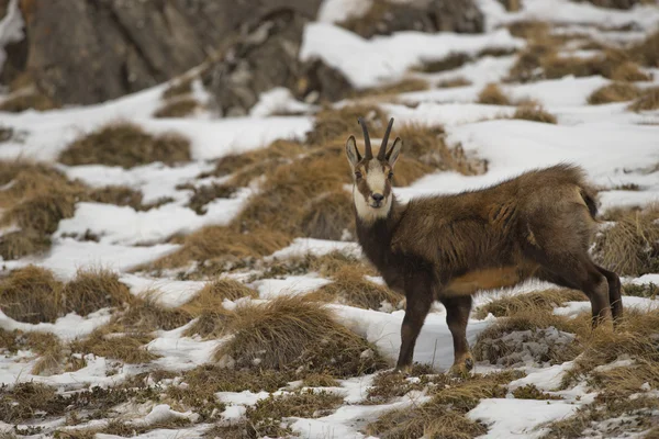 Un cervo camoscio isolato sullo sfondo della neve — Foto Stock