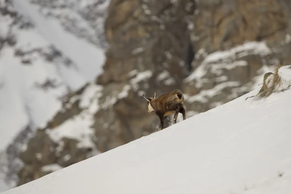 Kar arka planda izole bir chamois geyik — Stok fotoğraf