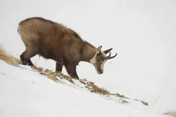 Na białym tle kozice jelenie w tle śniegu — Zdjęcie stockowe