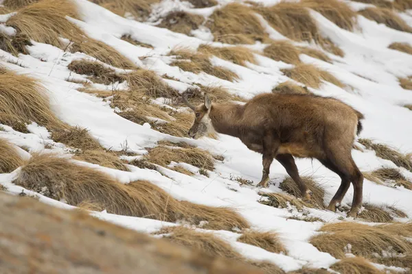 Un ciervo camuflado aislado en el fondo de la nieve —  Fotos de Stock