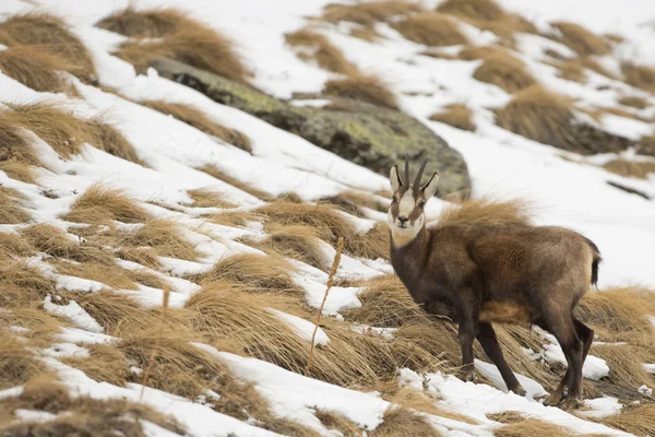 Ein isoliertes Gämsenhirsch im Schneehintergrund — Stockfoto