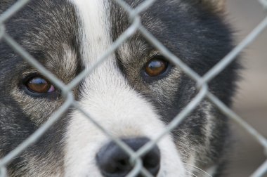 Sen bir köpek göz aracılığıyla svalbard metal ızgara