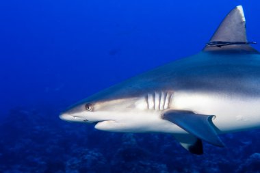 gri köpekbalığı jaws sualtı saldırmaya hazır portre kadar yakın