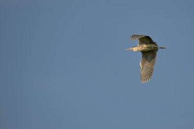 Açık mavi renkli, siyah mavi balıkçıl