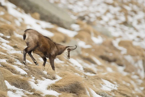 Izolované Kamzík jelen v pozadí sníh — Stock fotografie