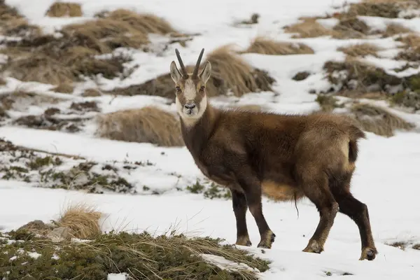 Na białym tle kozice jelenie w tle śniegu — Zdjęcie stockowe