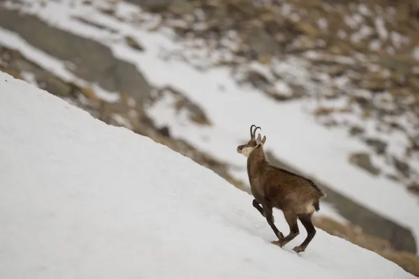 孤立的仿鹿皮鹿在雪背景 — 图库照片