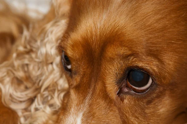 A young cocker spaniel looking at you — Stock Photo, Image