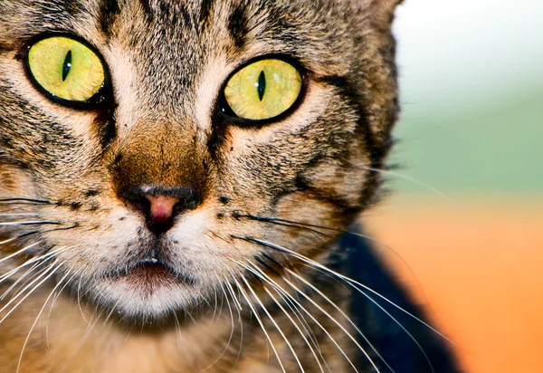 Gato con grandes ojos amarillos mirándote en un fondo naranja y verde — Foto de Stock