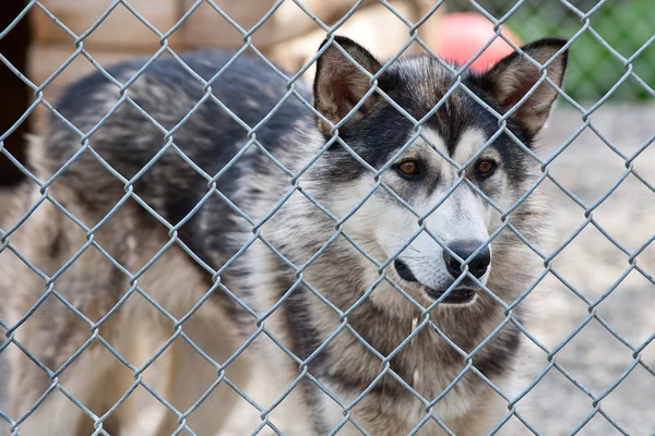 Retrato de perro de trineo Husky de Alaska Malamute —  Fotos de Stock