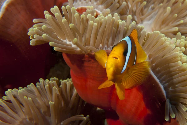 Ryba czerwony pajac w Czerwony anemonu — Zdjęcie stockowe