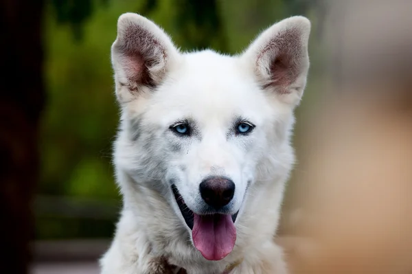 Alaskan Malamute Husky Sled Dog portrait — Stock Photo, Image