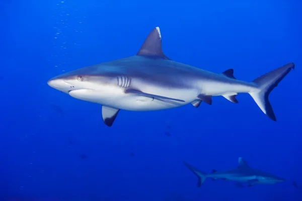 Un requin gris mâchoires prêtes à attaquer sous l'eau gros plan portrait — Photo