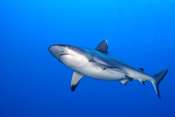 Un requin gris mâchoires prêtes à attaquer sous l'eau gros plan portrait — Photo