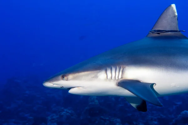 Un requin gris mâchoires prêtes à attaquer sous l'eau gros plan portrait — Photo