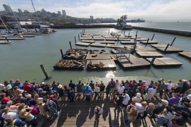 san francisco pier 39 deniz aslanları büyük görüntüle