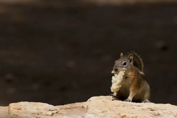 Chipmunk squirrel while eating — Stock Photo, Image