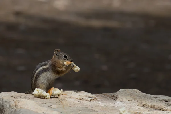 Chipmunk squirrel while eating — Stock Photo, Image