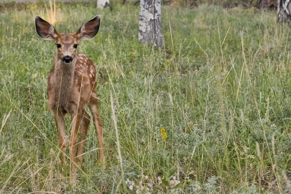 Cucciolo isolato giovane cervo su uno sfondo erba — Foto Stock