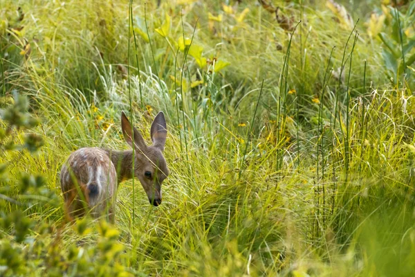 Izolované mladé štěně jelen na tebe dívá na pozadí trávy — Stock fotografie