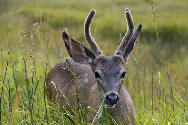 Jeune cerf isolé vous regardant sur un fond d'herbe — Photo