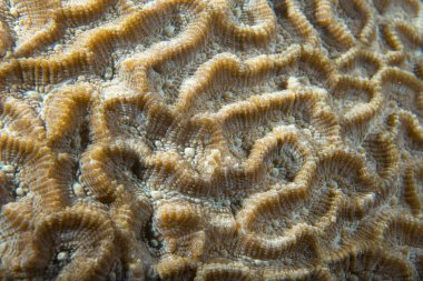 cebu Filipinler'de renkli sert mercan makro