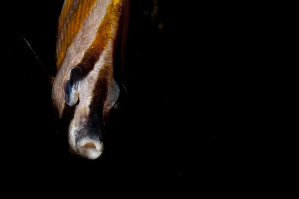 An angel fish in Raja Ampat Papua, Indonesia — Stock Photo, Image