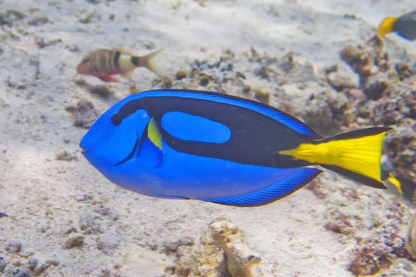 A surgeon fish Dori of finding nemo — Stock Photo, Image