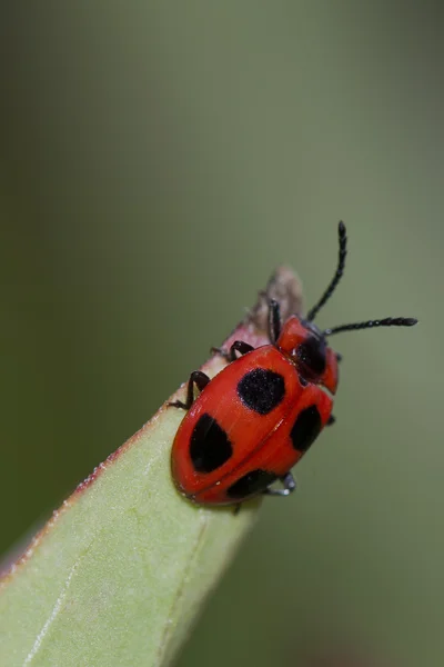 Una coccinella appesa ad una foglia — Foto Stock