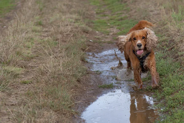 Um cão spaniel correndo para você espelhando na água — Fotografia de Stock