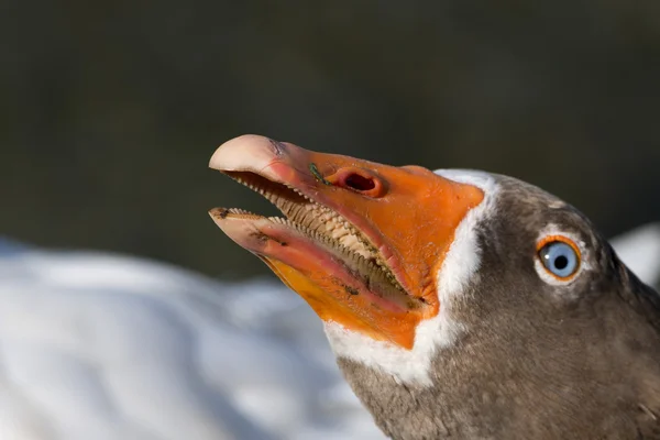 Gås isolerat nära upp porträtt — Stockfoto