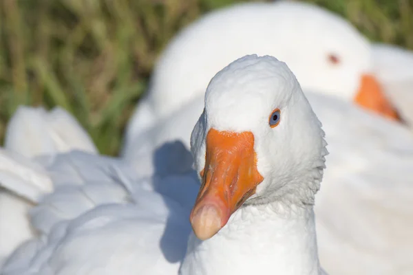 Gänse isoliert Nahaufnahme Porträt — Stockfoto