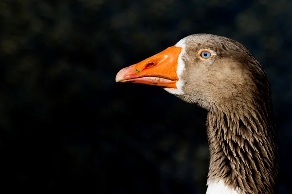 Gås isolerat nära upp porträtt — Stockfoto