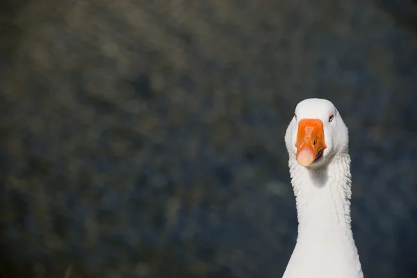 Gänse isoliert Nahaufnahme Porträt — Stockfoto