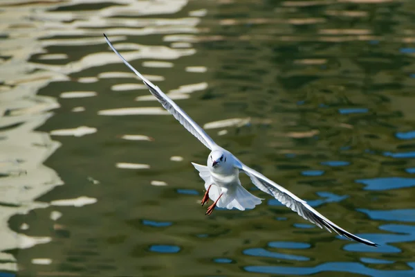 Gaivota isolada chegando até você — Fotografia de Stock