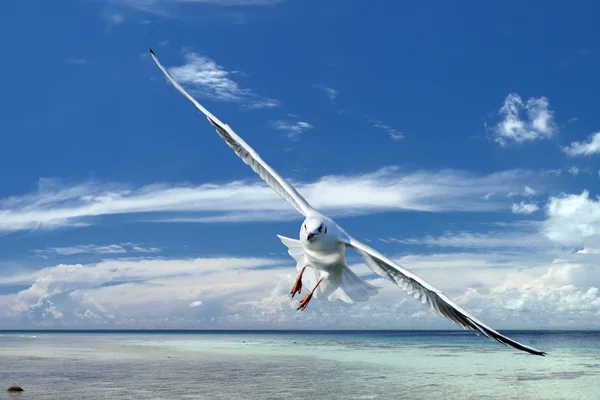 Gaviota volando a usted en el cielo azul paraíso tropical fondo —  Fotos de Stock